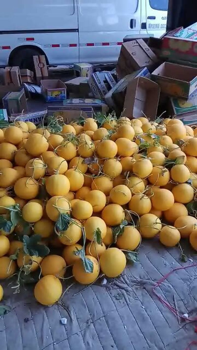 久红瑞甜瓜