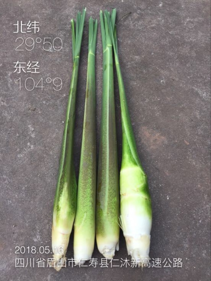 茭白笋