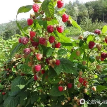 双季树莓鲜果