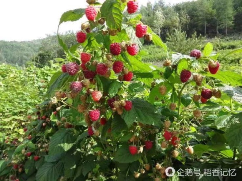 双季树莓鲜果