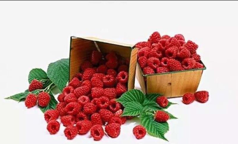 双季树莓鲜果