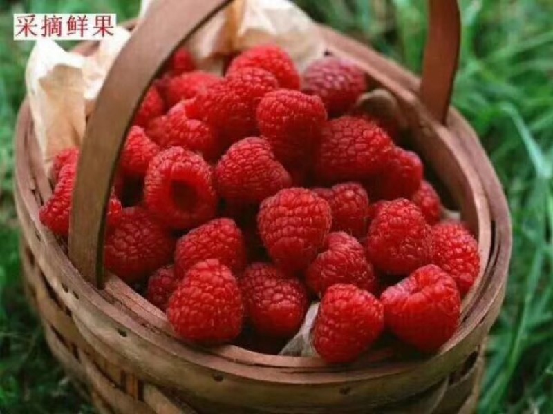 双季树莓鲜果