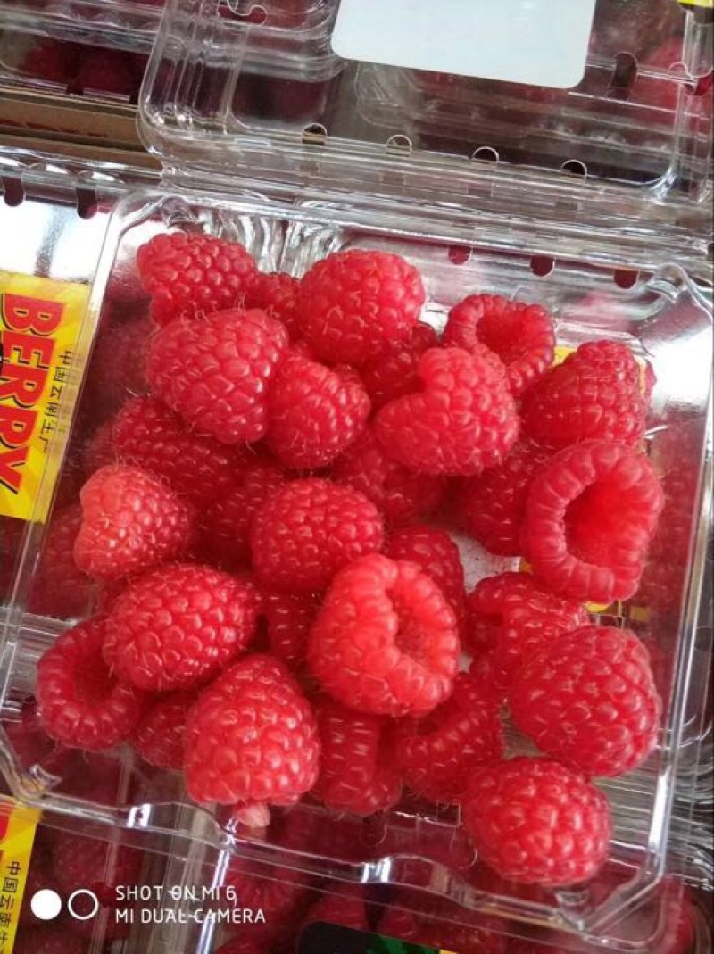 双季树莓鲜果