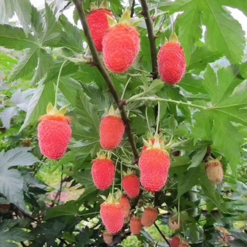 双季树莓鲜果