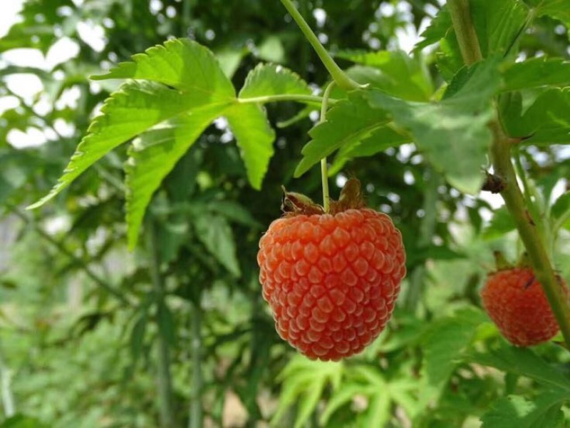 双季树莓鲜果