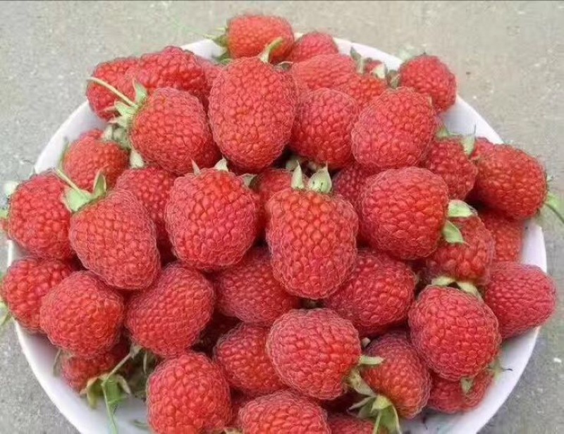 双季树莓鲜果
