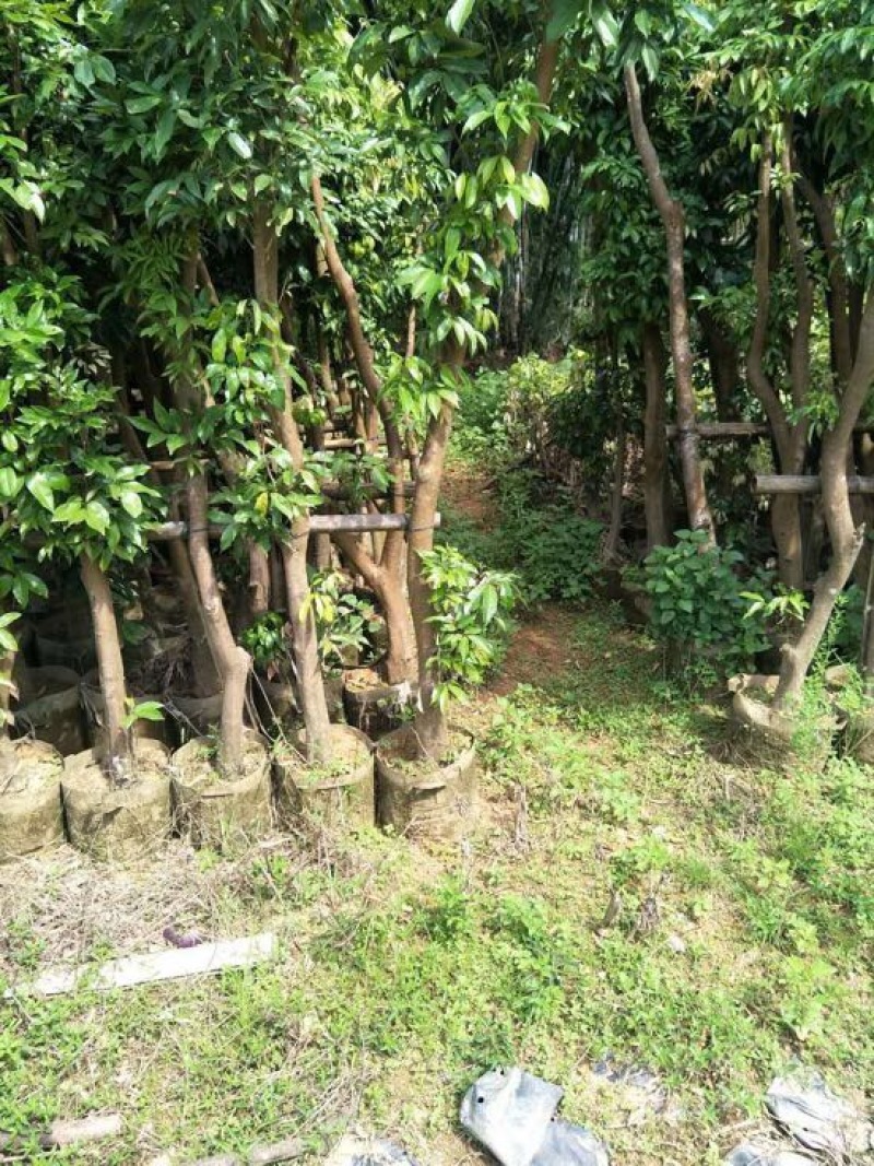 无核荔枝苗10~20cm