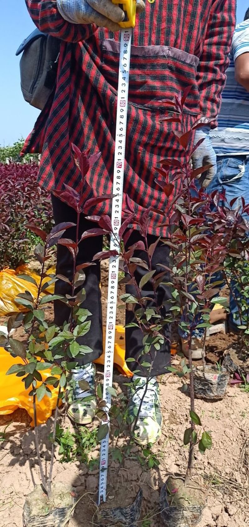 紫叶矮樱2cm以下50~80cm