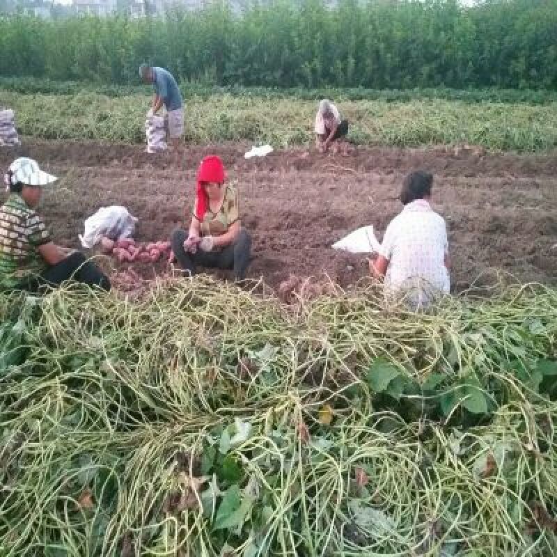 红薯干红薯丁粒地瓜干煮粥地瓜干自然风干