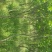 紫薇