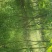 紫薇