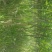 紫薇