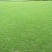 马尼拉草皮