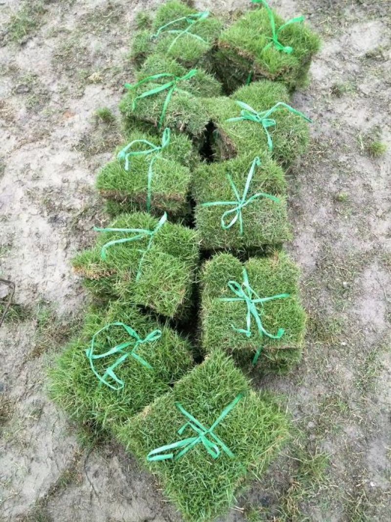 马尼拉草皮
