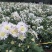 菊花金丝菊，皇菊，香菊，贡菊，菊花苗