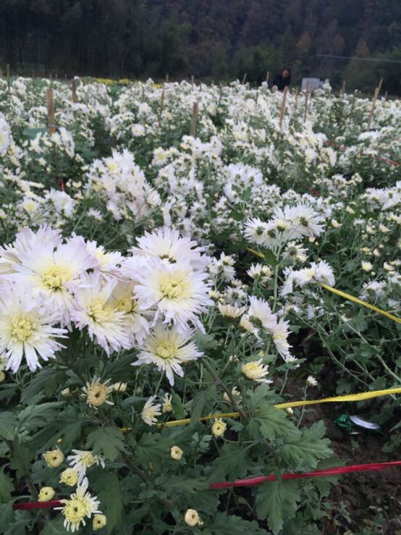 菊花金丝菊，皇菊，香菊，贡菊，菊花苗