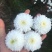 菊花金丝菊，皇菊，香菊，贡菊，菊花苗