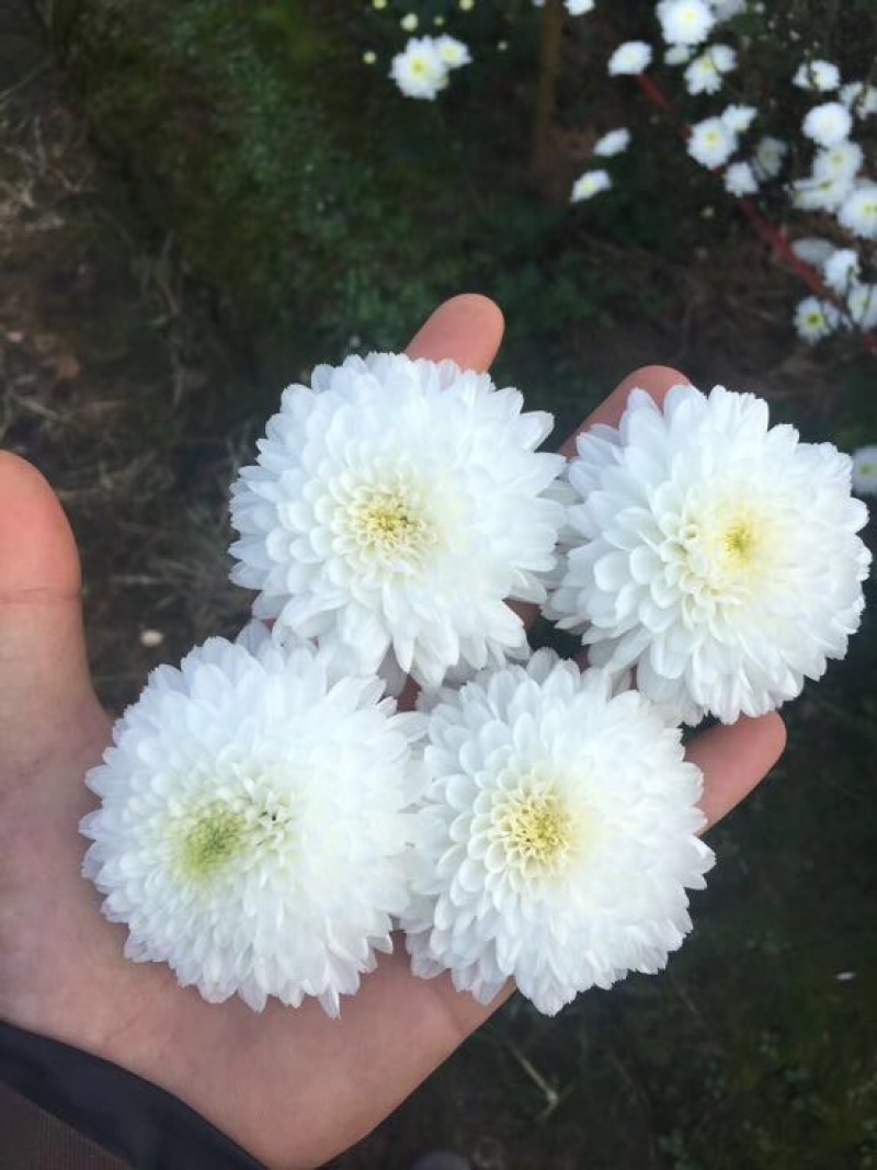 菊花金丝菊，皇菊，香菊，贡菊，菊花苗