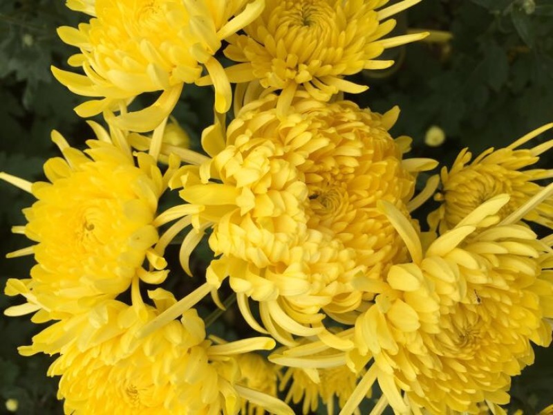 菊花金丝菊，皇菊，香菊，贡菊，菊花苗