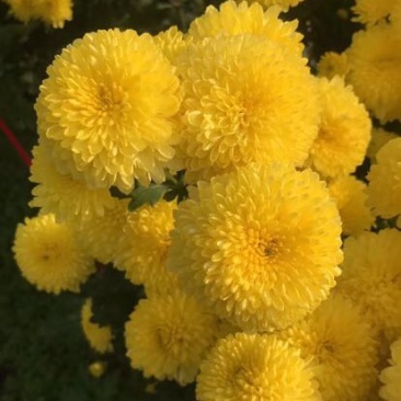 菊花金丝菊，皇菊，香菊，贡菊，菊花苗