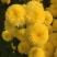 菊花金丝菊，皇菊，香菊，贡菊，菊花苗