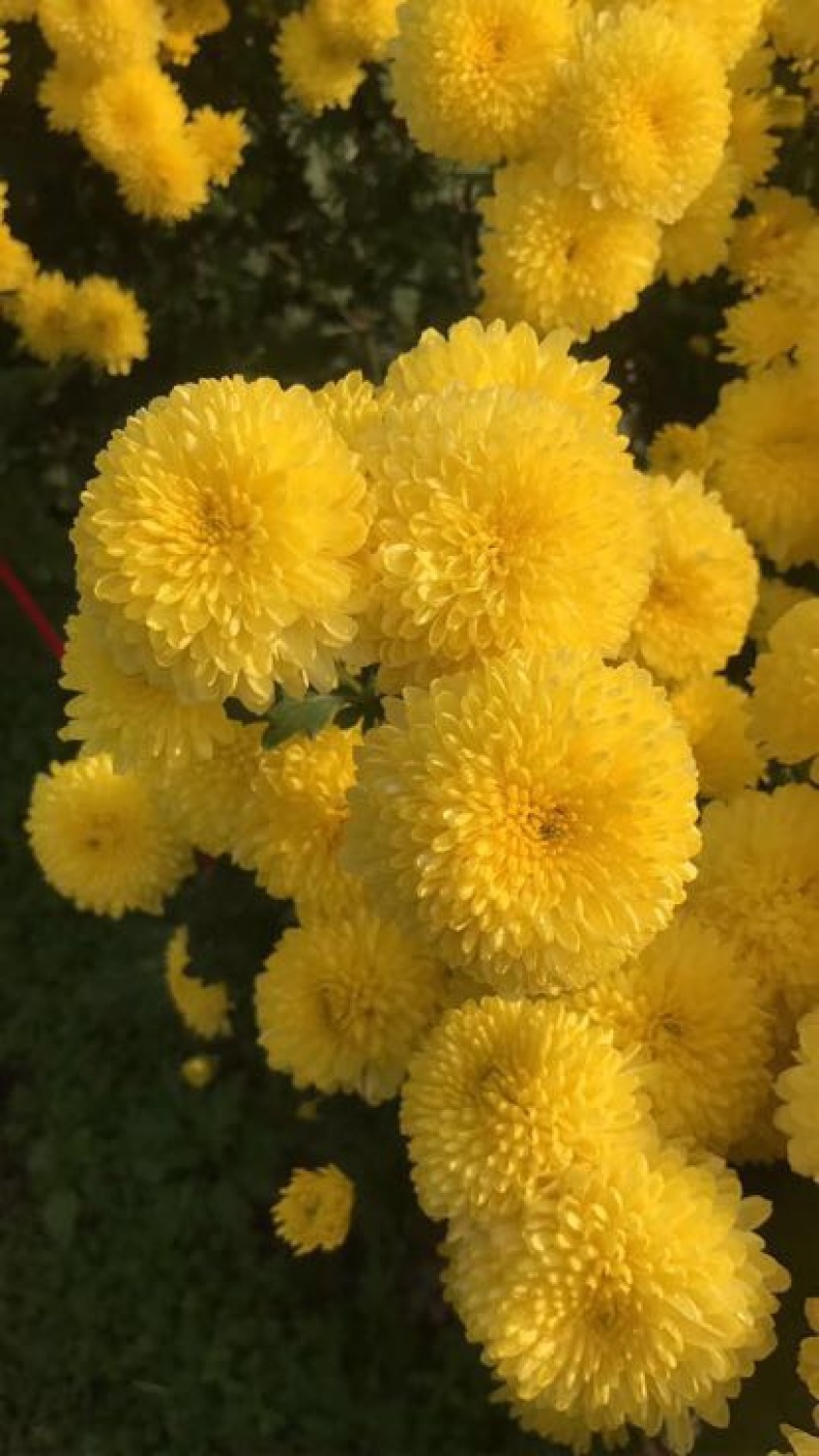 菊花金丝菊，皇菊，香菊，贡菊，菊花苗