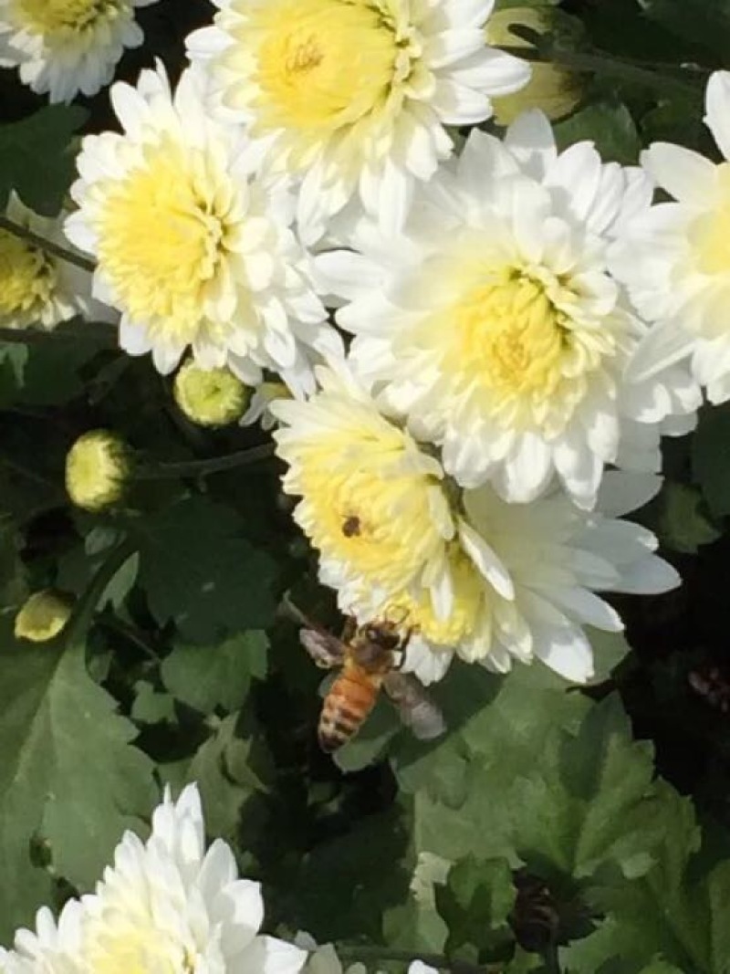 菊花金丝菊，皇菊，香菊，贡菊，菊花苗