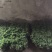 菊花金丝菊，皇菊，香菊，贡菊，菊花苗