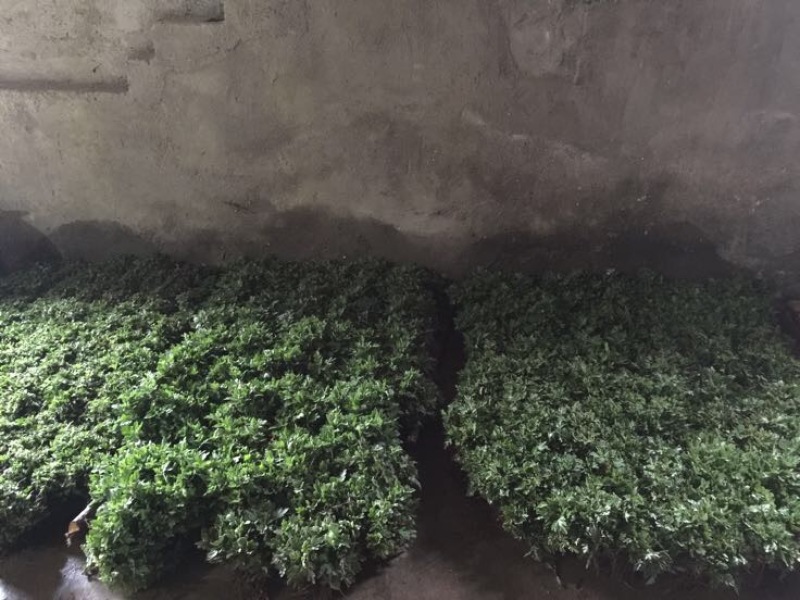 菊花金丝菊，皇菊，香菊，贡菊，菊花苗