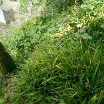 吉祥草