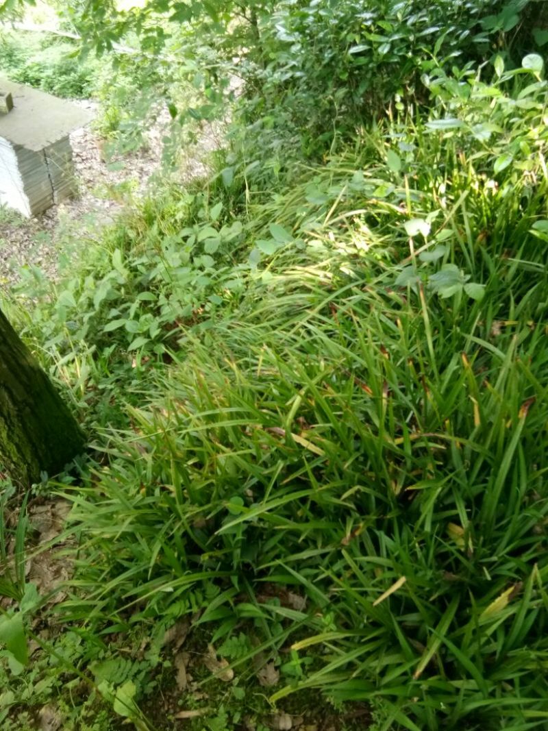 吉祥草