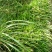 吉祥草