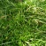吉祥草