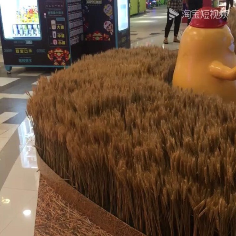 干菊花