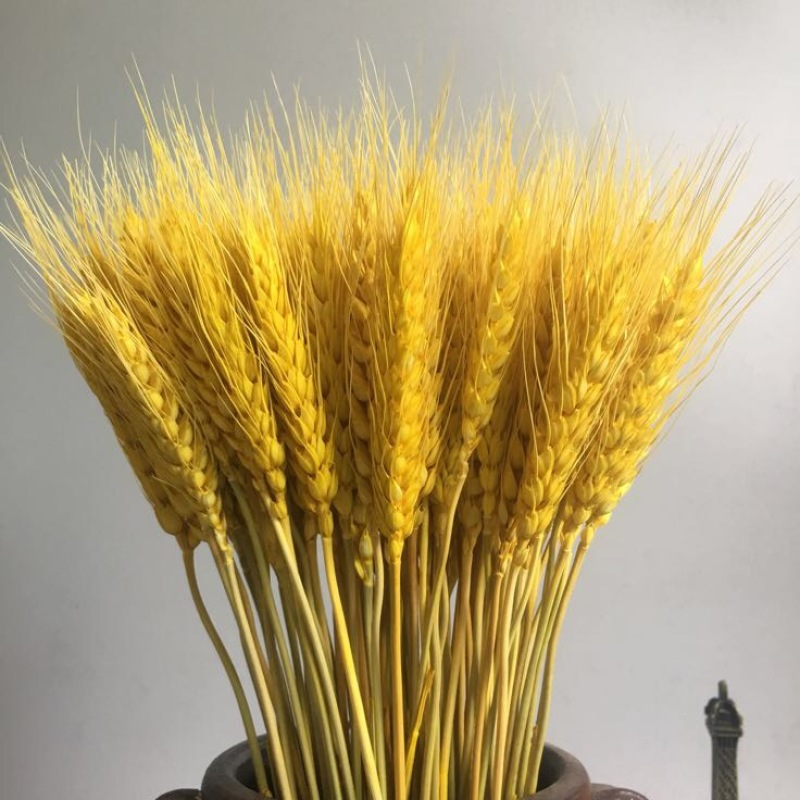 干菊花