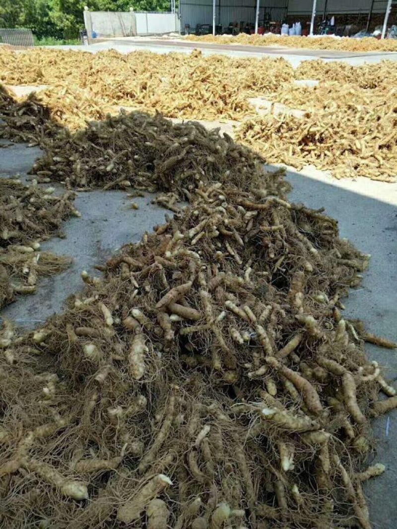 玉竹条湿