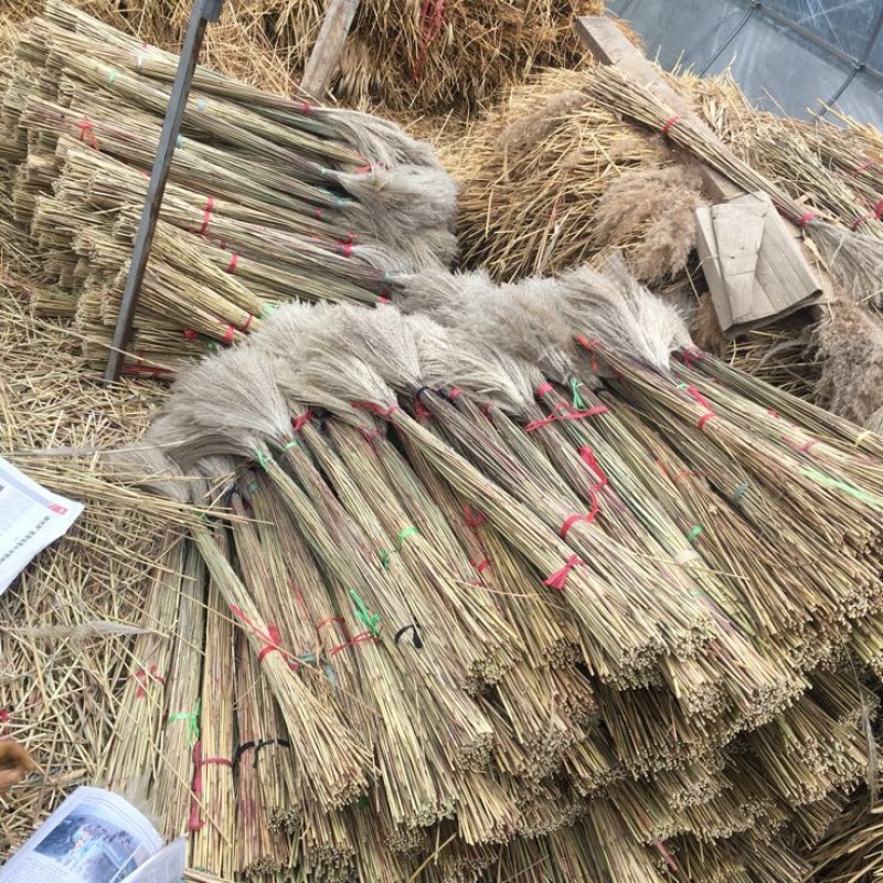 干菊花