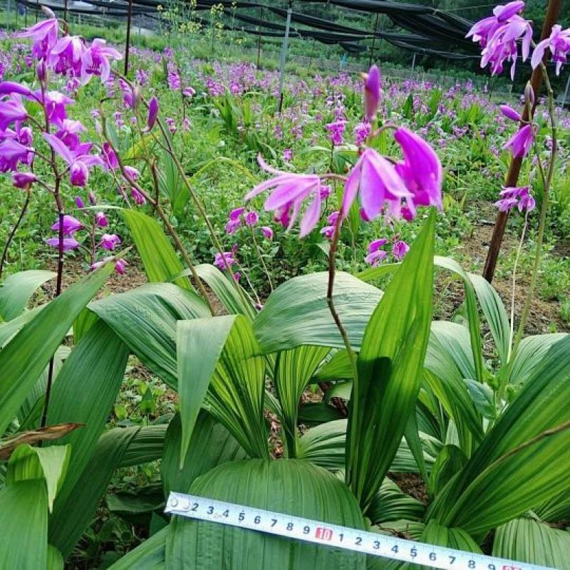 白芨种苗纯紫花三叉宽叶