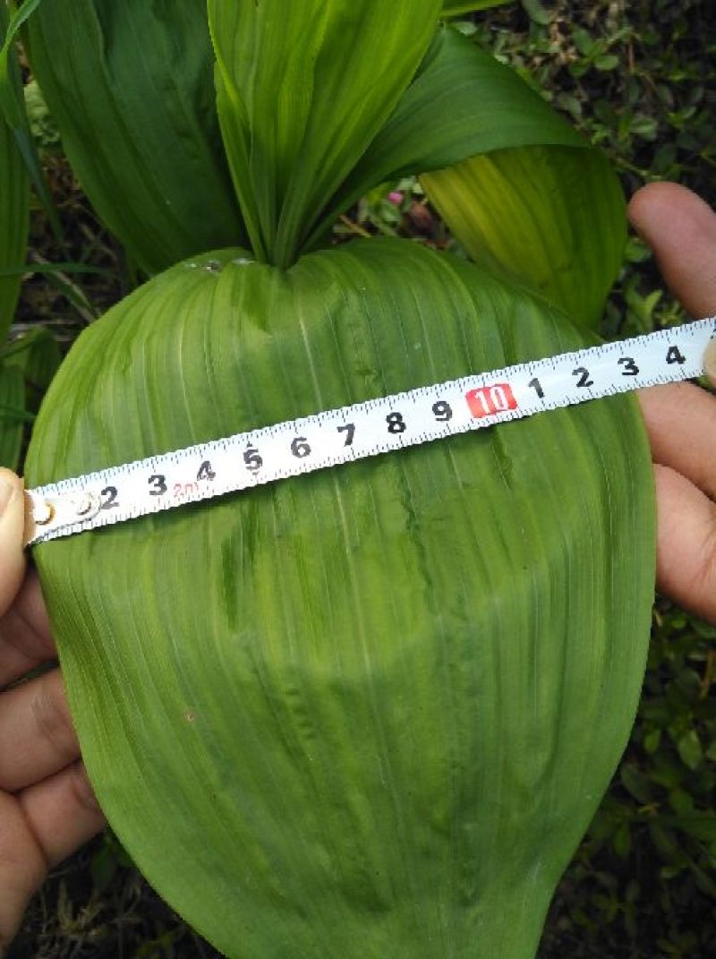 白芨种苗纯紫花三叉宽叶