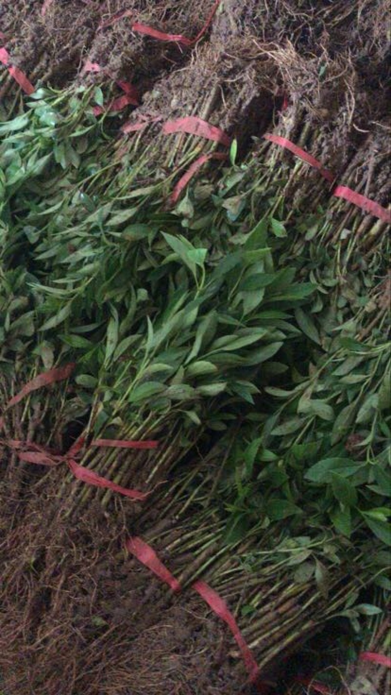 连翘苗10~20cm
