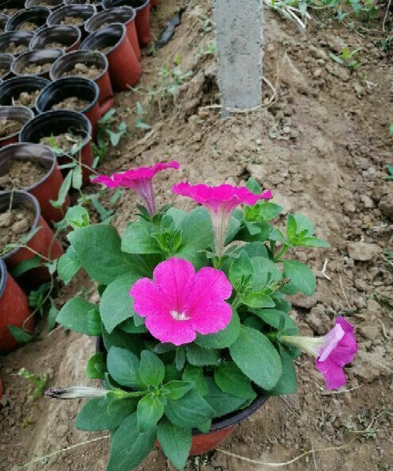 牵牛花10-15