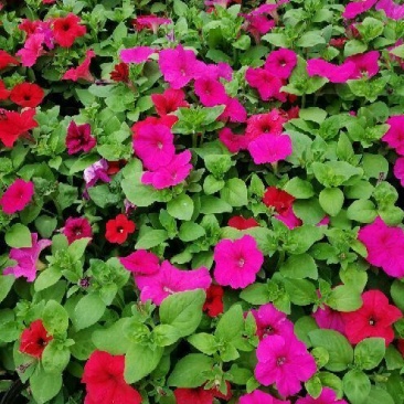牵牛花10-15