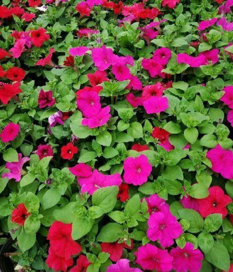 牵牛花10-15