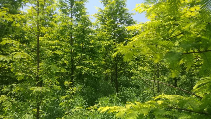 出售美美国紫薇和美国黄金杉