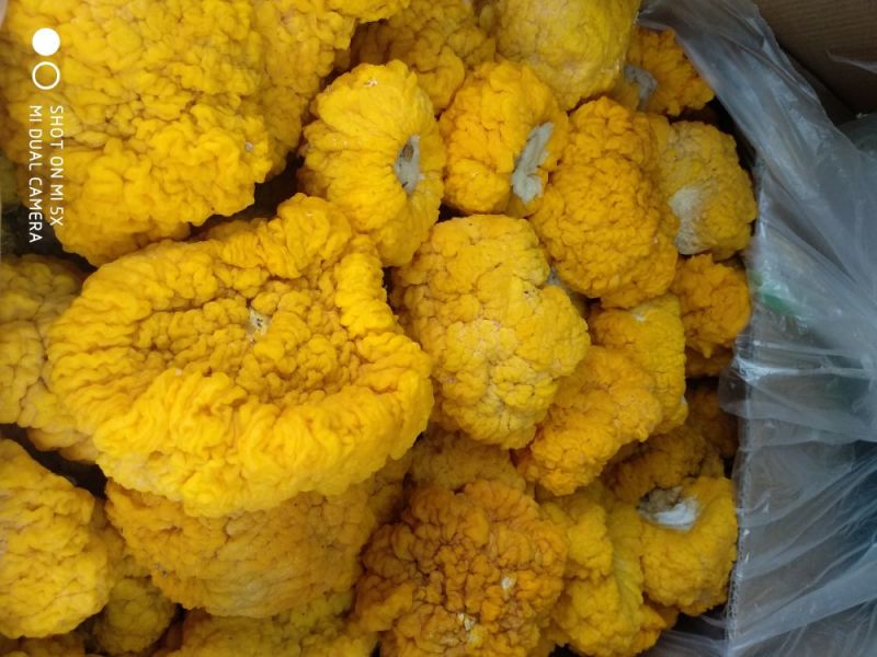 出售金耳菌棒