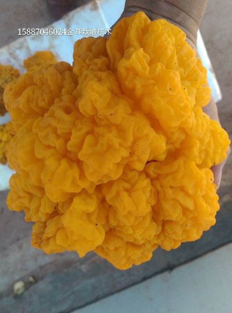 出售金耳菌棒