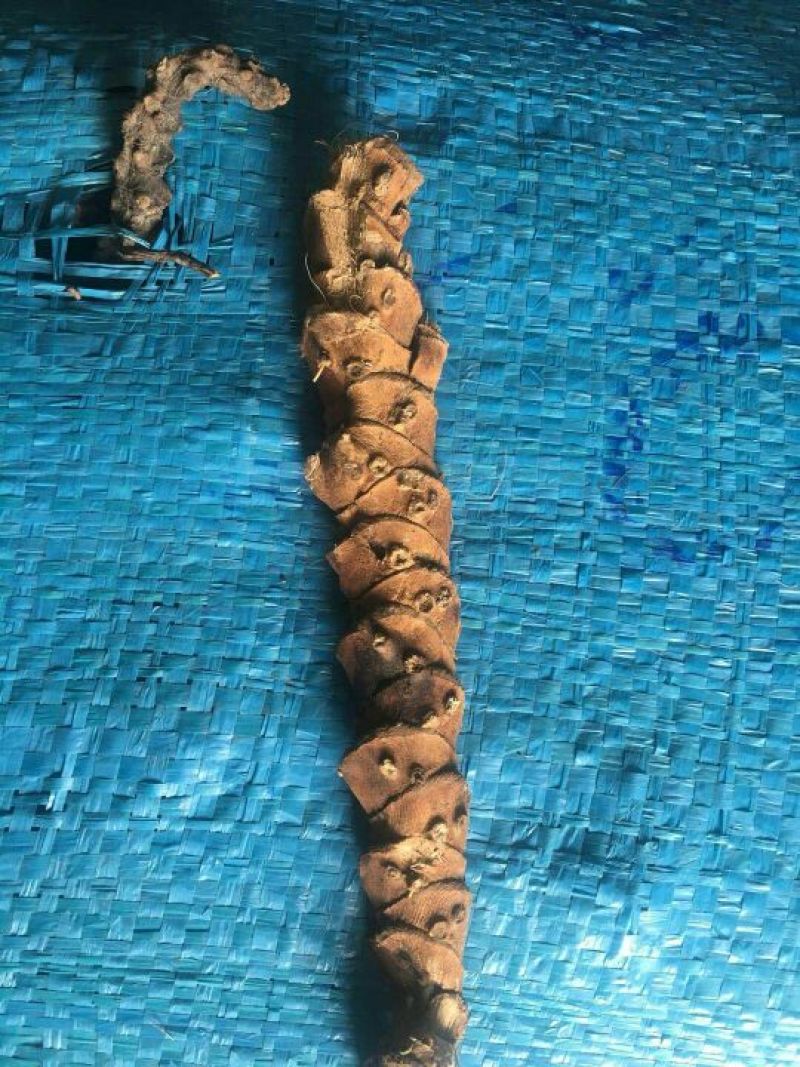 石菖蒲