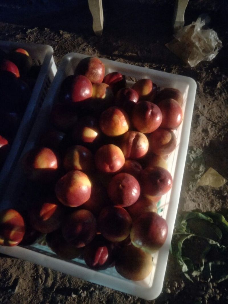 油桃