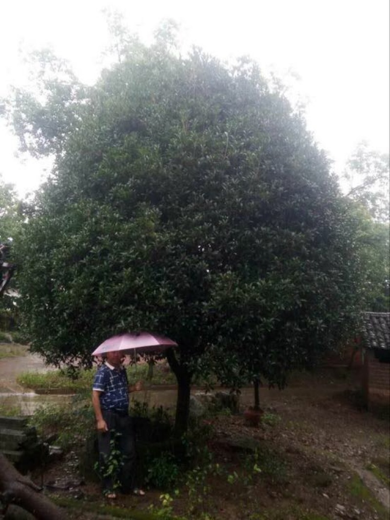 桂花树18~20cm4米以上3米以上