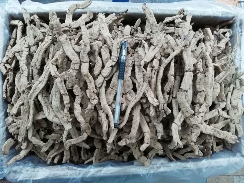 巴戟天扁条
